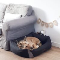 slinger hond woef huisdier liefslabel