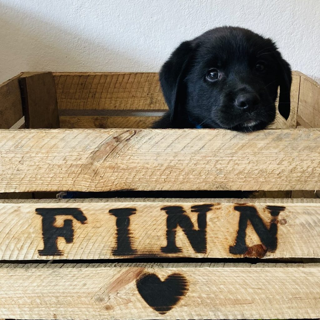 Finn houten kist hond puppy met naam dierendag cadeau liefslabel