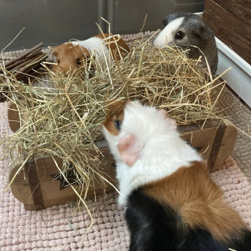 voederbak cavia Steenmal liefslabel dierendag cadeau