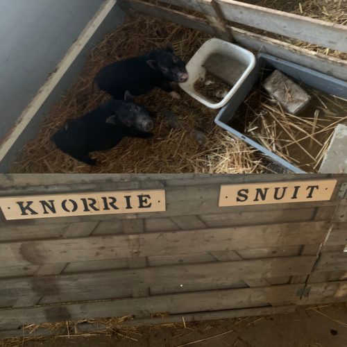 bordje huisdieren naambordje varken