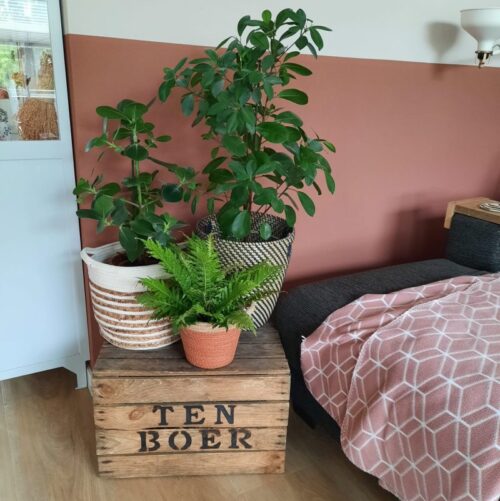 plantentafel plantentafeltje cadeau kado duurzaam groen origineel verhuizing verjaardag housewarming cadeautip kadetip kist opruimen opruimtips hout branden liefslabel