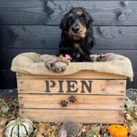 foto cadeau dierendag inspiratie cadeau cadeautip dierenmand liefs liefslabel