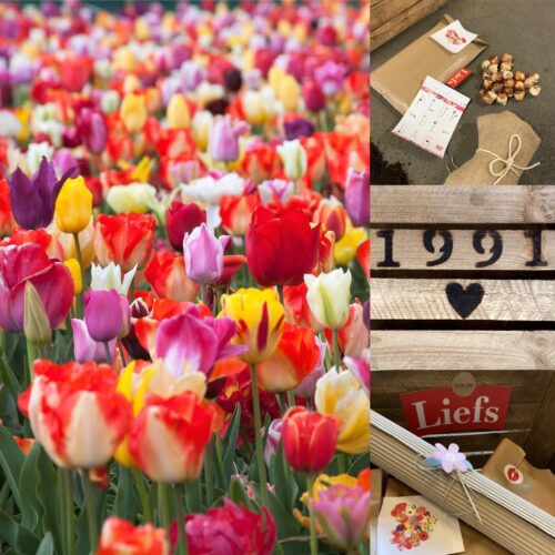 tulpentuintje tulpen cadeau verjaardag feestdagen kerst origineel persoonlijk kerstpakket duurzaam groen Liefslabel leuk luxe