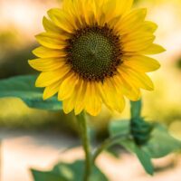 zonnebloemen zaadjes tuintje liefslabel