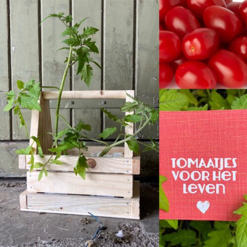tomatenrek cadeau origineel persoonlijk groen duurzaam tomaten kweken verjaardag trouwdag moederdag bruiloft trouwdag liefs liefslabel