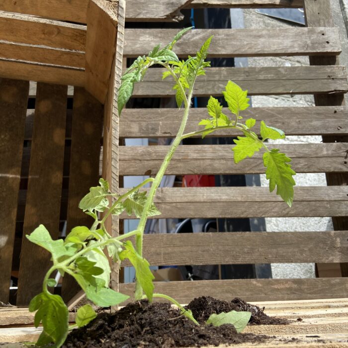 tomatenrek cadeau origineel persoonlijk groen duurzaam tomaten kweken verjaardag trouwdag moederdag bruiloft trouwdag liefs liefslabel