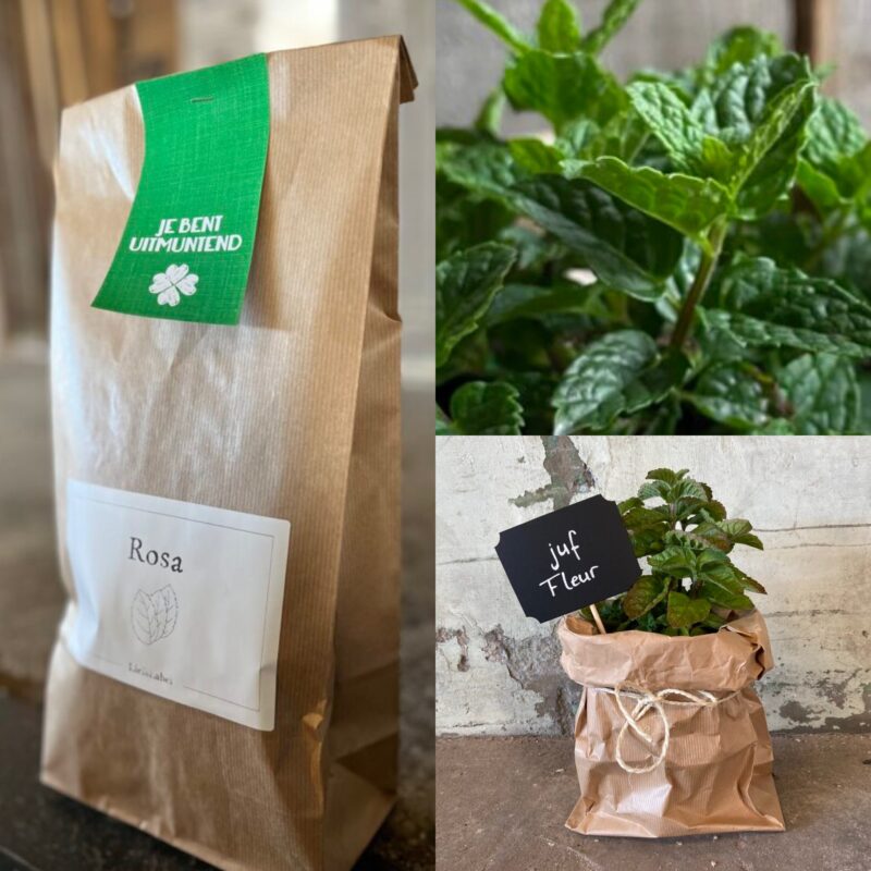 je bent uitmuntend munt plantje marokkaanse cadeau groen duurzaam bedankje juf meester juf fleur zorgkwekerij paperbag dag van de zorg kleinigheidje cadeau relatiegeschenk liefs liefslabel persoonlijk met naam