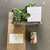 aardblei plantje liefs liefslabel aardbei plantje cadeau bedankje liefs juf meester pluk de dag