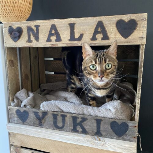 kattenkrat kattenmand poezenmand kattenbak poezenbak houten bak dieren opbergkist speelgoedkist kat poes kater dier fijn plekje origineel persoonlijk liefs liefslabel cadeau dieren dierendag leuk grappig