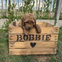 dierenmand opbergkist kist krat hond speeltjes opruimen met naam liefslabel dierendag origineel cadeau doodle kriebels